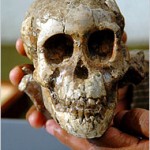 Niña/Child 3.3 million years skull