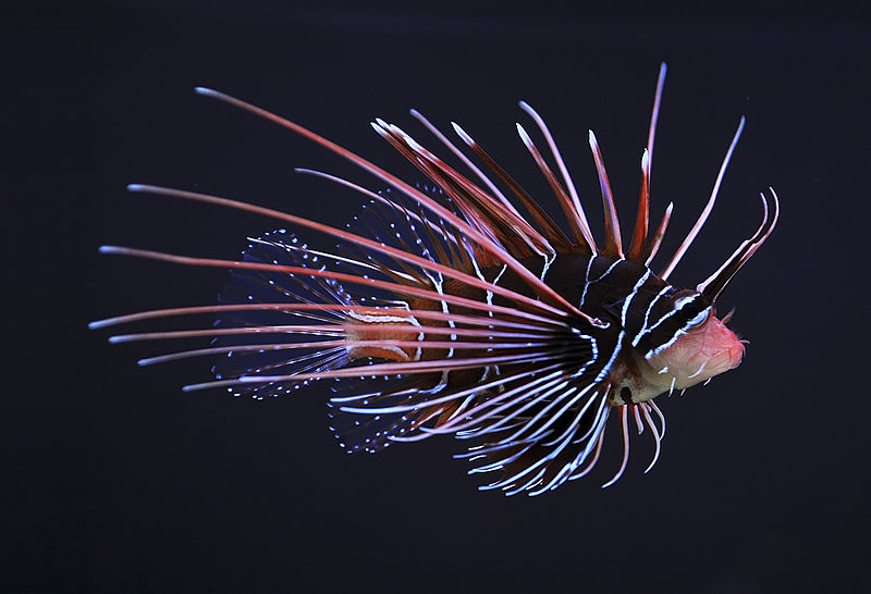 800px-Clearfin_lionfish_(Pterois_radiata)