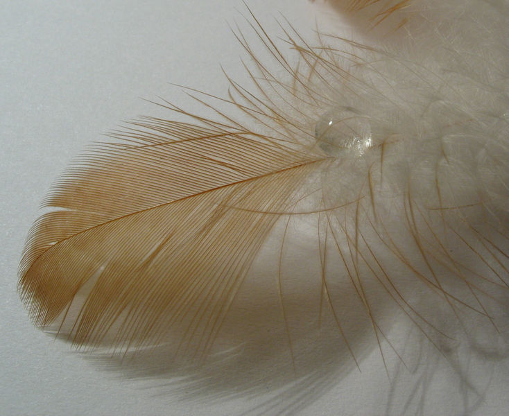 734px-2006-02-25_drop_on_feather