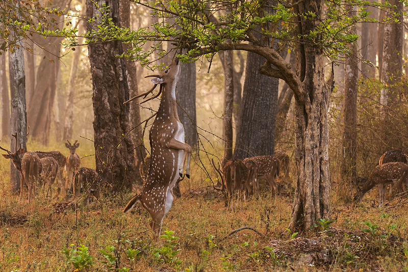 800px-Axis_axis_(Nagarhole,_2010)