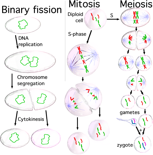 Three_cell_growth_types